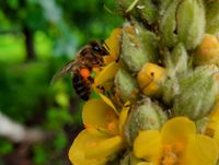 Biene sammelt Pollen an einer K&ouml;nigskerze